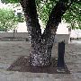 Oklahoma City National Memorial & Museum