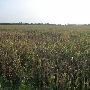 Pauls Valley Cornfields