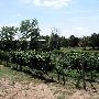 Stable Ridge Vinyards