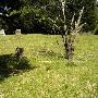 Wright's Cemetery