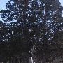 Piper Cemetery