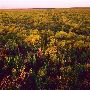 Tallgrass Prairie