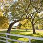 Benson Park Pecans