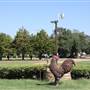 Silvertop Farm & Vineyards
