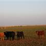 Hwy 412/36 - Guymon Area