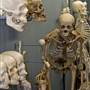 Museum of Osteology
