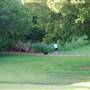 Dog Park