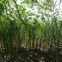 Stinchcomb Wildlife Refuge