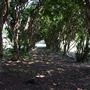 Pioneer Cemetery