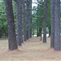 The Fairy Forest