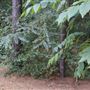 The Fairy Forest