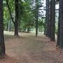 The Fairy Forest