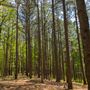 Pine Ridge Trail - JT Nickel Nature and Wildlife Preserve