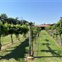 Nellis Vineyards