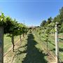 Nellis Vineyards