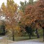 Collinsville City Park