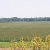 Idabel Cornfields