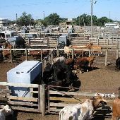 Oklahoma City Stockyards
