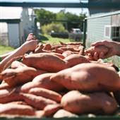 Sunrise Acres Organic Farm