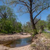 Black Fox Hollow