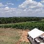 Greenfield Vineyard and Winery