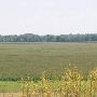 Idabel Cornfields