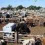 Oklahoma City Stockyards