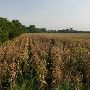 Pauls Valley Cornfields