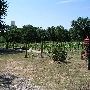 Glorietta Grapes and Guest Houses