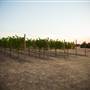 Ingel's Winery