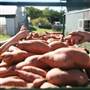 Sunrise Acres Organic Farm