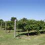 Silvertop Farm & Vineyards