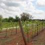 Clauren Ridge Vineyard and Winery