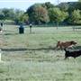 Dog Park
