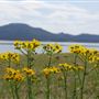 Lake Lawtonka