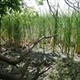Stinchcomb Wildlife Refuge