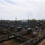 Oklahoma National Stockyard Exchange