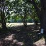 Pioneer Cemetery