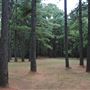 The Fairy Forest