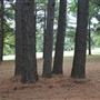 The Fairy Forest