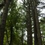 The Fairy Forest