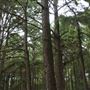 The Fairy Forest