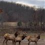 Hunt Mill Hollow Ranch
