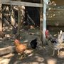 Blose Barn and Garden