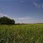 Rydell Ranch