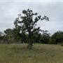 Ward Ranch