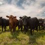 Working Ranch & Farm in Ponca City