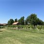 Nellis Vineyards