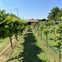 Nellis Vineyards
