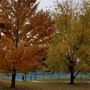 Collinsville City Park
